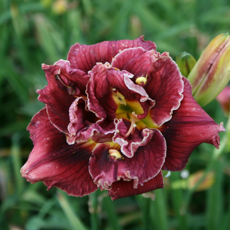 Stellar Double Rose Daylily from Oakes Daylilies
