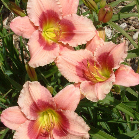 Stella's Pink Valentine Daylily | Fantastic Bloomer |Oakes Daylilies