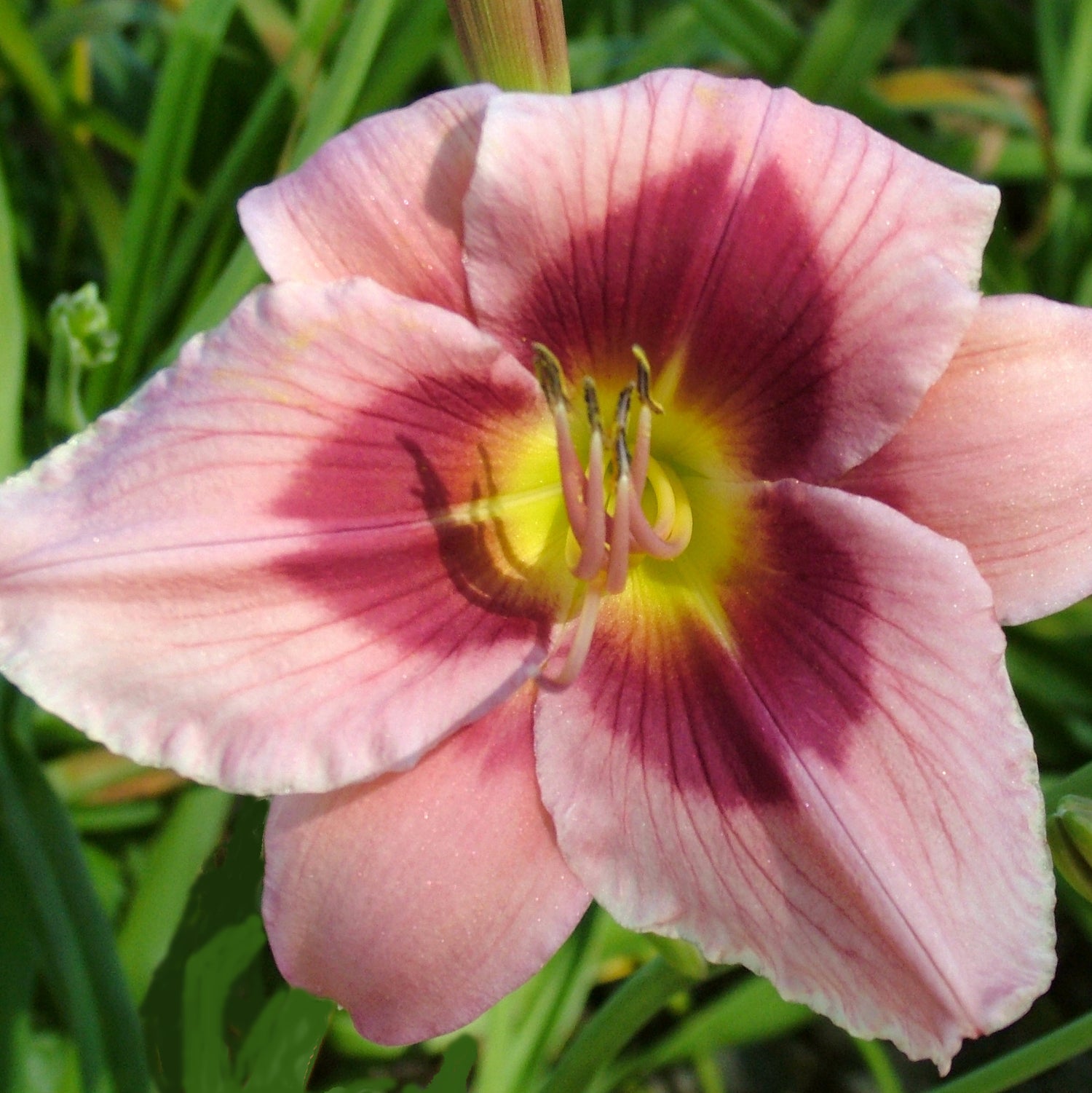 Stella's Pink Valentine Daylily from Oakes Daylilies