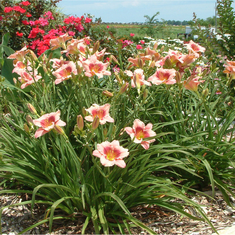 Stella's Pink Valentine Daylily from Oakes Daylilies