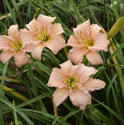 Stella's Ruffled Fingers Daylily from Oakes Daylilies