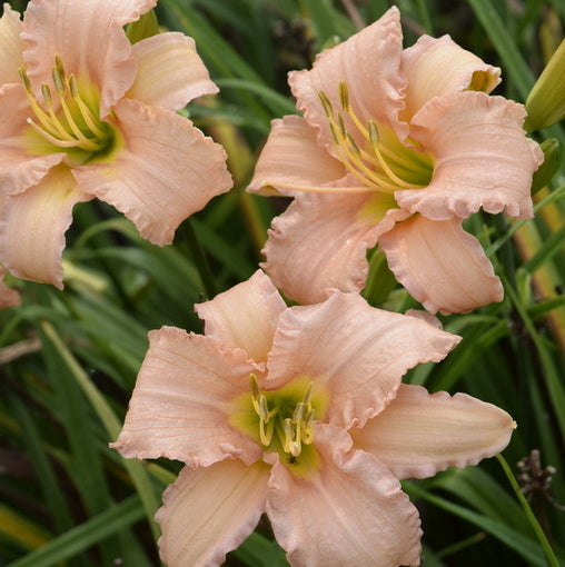 Stella's Ruffled Fingers Daylily from Oakes Daylilies