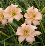 Stella's Ruffled Fingers Daylily from Oakes Daylilies