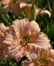 Stella's Ruffled Fingers Daylily from Oakes Daylilies