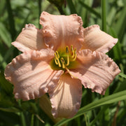 Stella's Ruffled Fingers Daylily from Oakes Daylilies