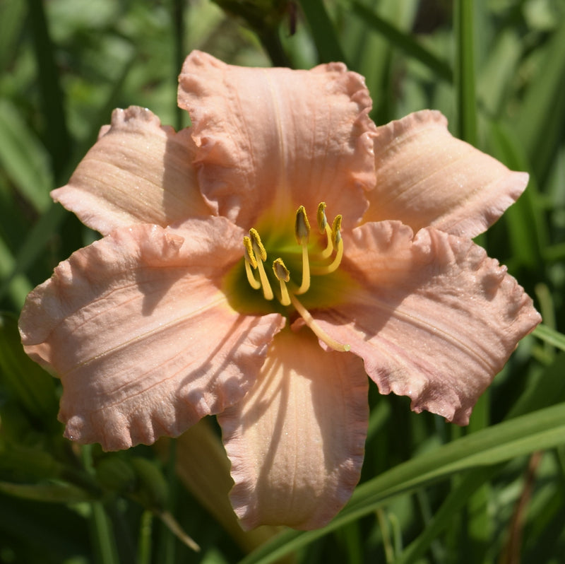 Stella's Ruffled Fingers Daylily from Oakes Daylilies