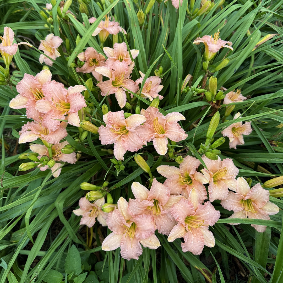 Stella's Ruffled Fingers Daylily | Pretty Pink Rebloomer | Oakes