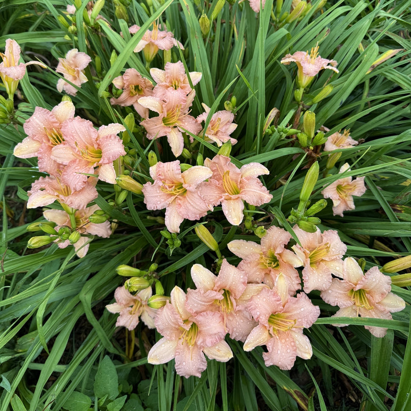 dress pink daylily Pink daylily skater dress M