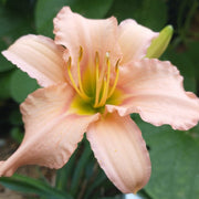 Stella's Ruffled Fingers Daylily from Oakes Daylilies