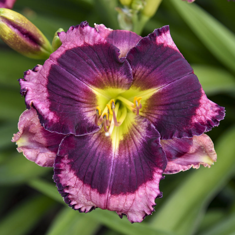 Storm Shelter Daylily from Oakes Daylilies
