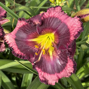 Storm Shelter Daylily from Oakes Daylilies
