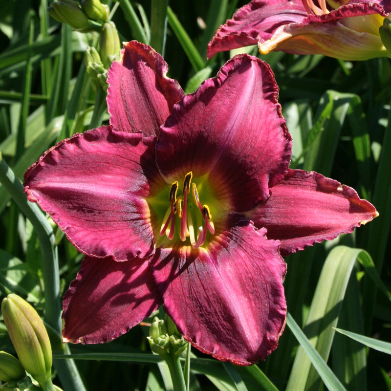 Storm Watch Daylily from Oakes Daylilies