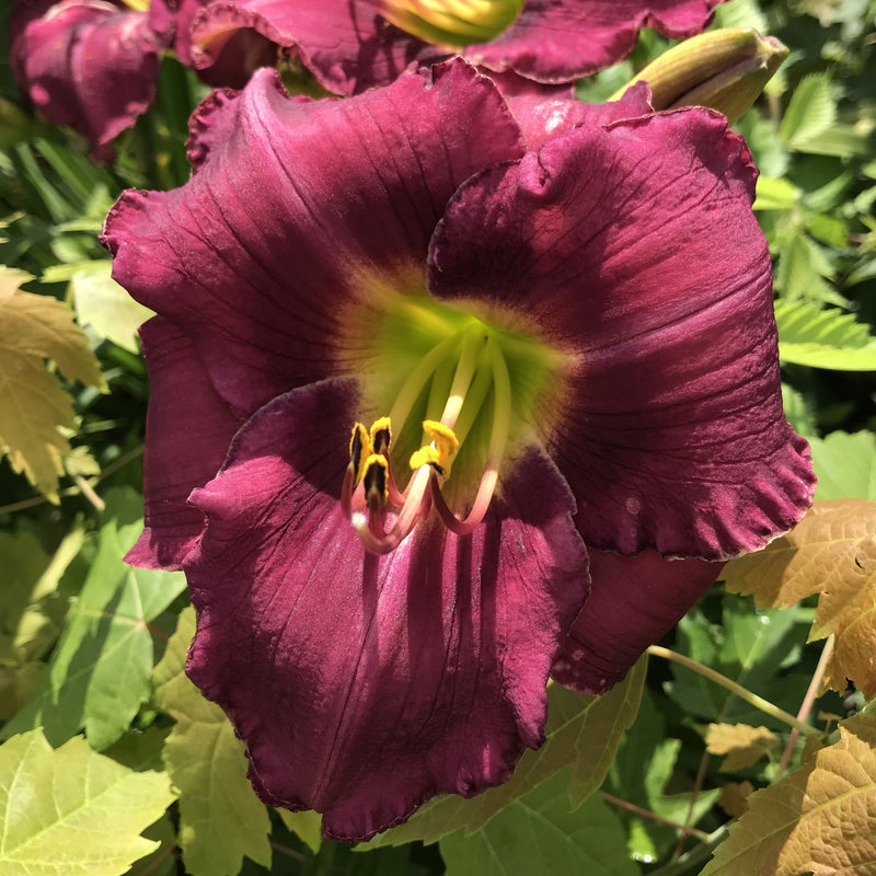 Storm Watch Daylily from Oakes Daylilies
