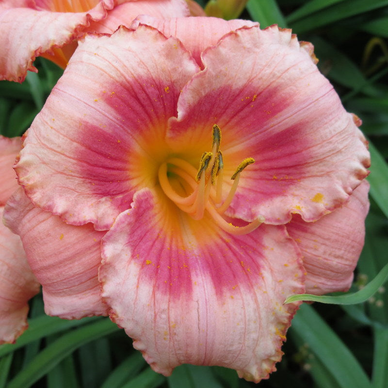 フラワー Strawberry Candy Daylily | Fantastic Rebloomer | Oakes Daylilies