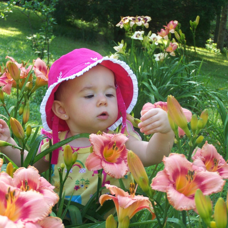 Strawberry Candy Daylily from Oakes Daylilies