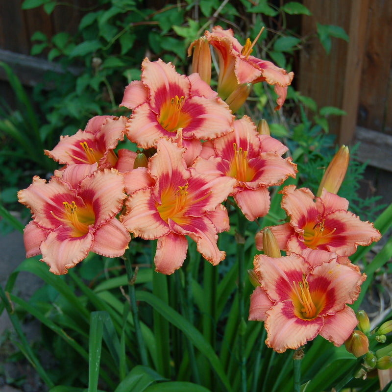 Strawberry Candy Daylily | Fantastic Rebloomer | Oakes Daylilies