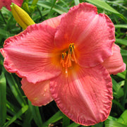 Strawberry Rose Daylily from Oakes Daylilies