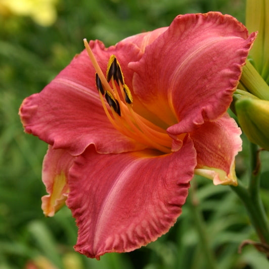 Strawberry Rose Daylily from Oakes Daylilies