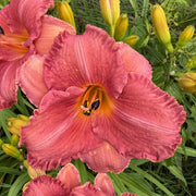 Strawberry Rose Daylily from Oakes Daylilies