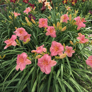 Strawberry Rose Daylily from Oakes Daylilies