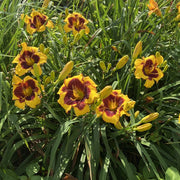 Sun Panda Daylily from Oakes Daylilies