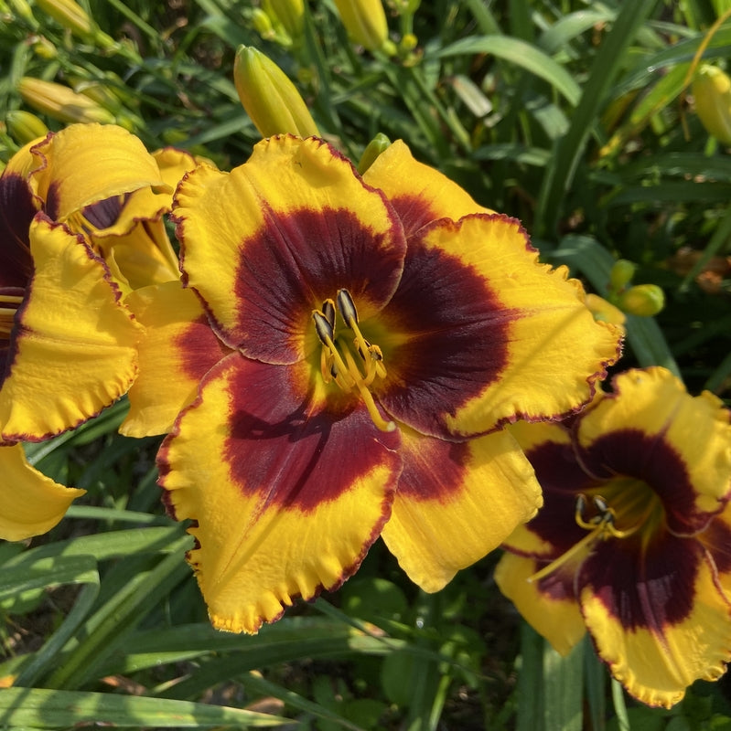 Sun Panda Daylily from Oakes Daylilies
