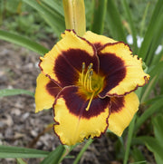 Sun Panda Daylily from Oakes Daylilies