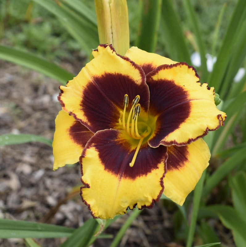 Sun Panda Daylily from Oakes Daylilies