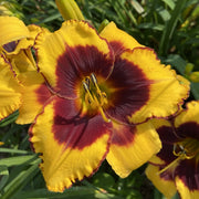 Sun Panda Daylily from Oakes Daylilies