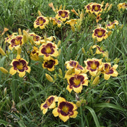 Sun Panda Daylily from Oakes Daylilies