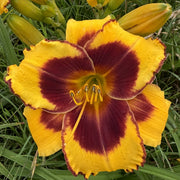 Sun Panda Daylily from Oakes Daylilies