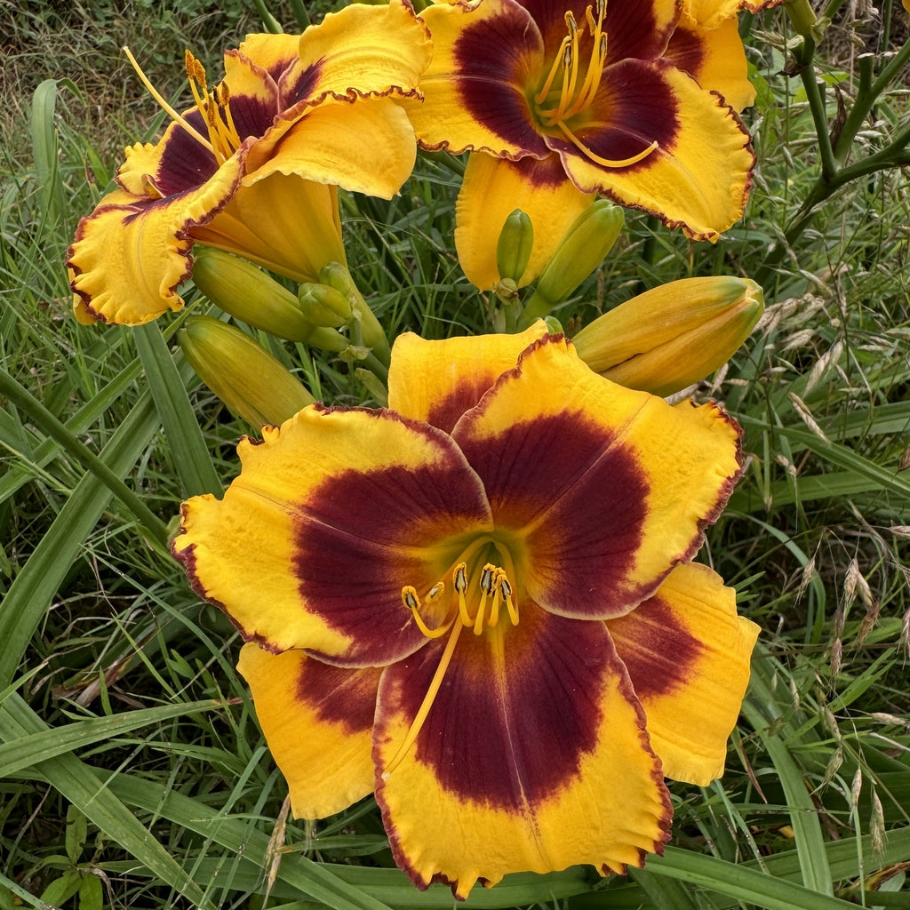 Sun Panda Daylily from Oakes Daylilies