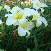 Sunday Gloves Daylily from Oakes Daylilies