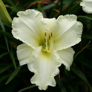 Sunday Gloves Daylily from Oakes Daylilies