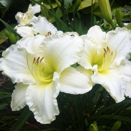 Sunday Gloves Daylily from Oakes Daylilies