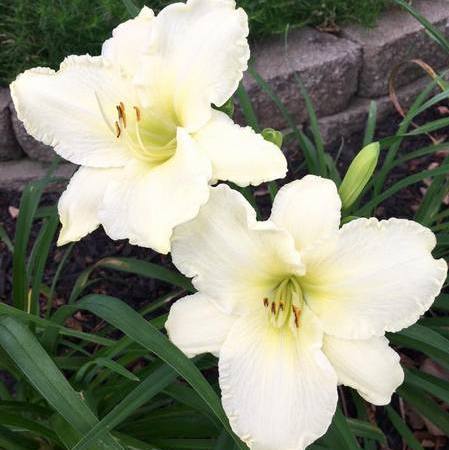 Sunday Gloves Daylily from Oakes Daylilies