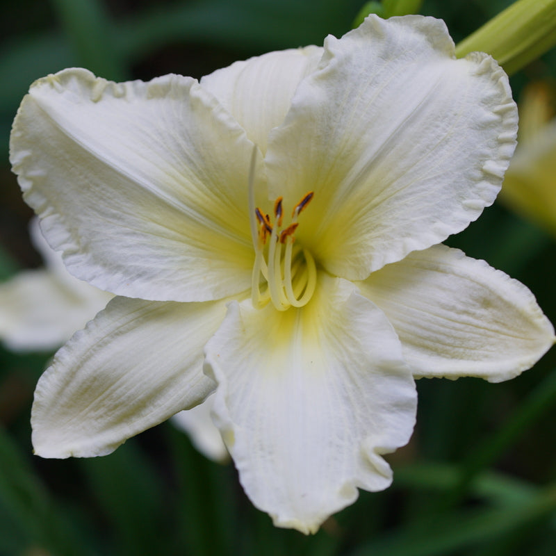 Sunday Gloves Daylily from Oakes Daylilies