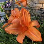 Super Coral Daylily from Oakes Daylilies