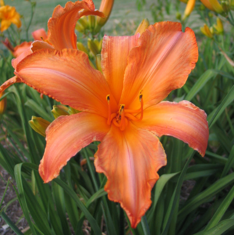 Super Coral Daylily from Oakes Daylilies