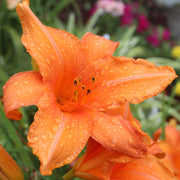 Super Coral Daylily from Oakes Daylilies