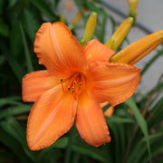 Super Coral Daylily from Oakes Daylilies