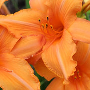 Super Coral Daylily from Oakes Daylilies