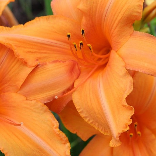 Super Coral Daylily from Oakes Daylilies