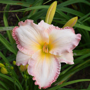 Susan Weber Daylily from Oakes Daylilies