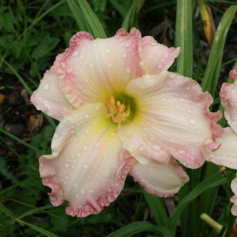 Susan Weber Daylily from Oakes Daylilies