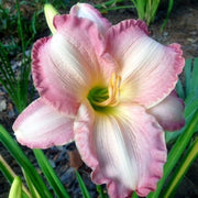 Susan Weber Daylily from Oakes Daylilies