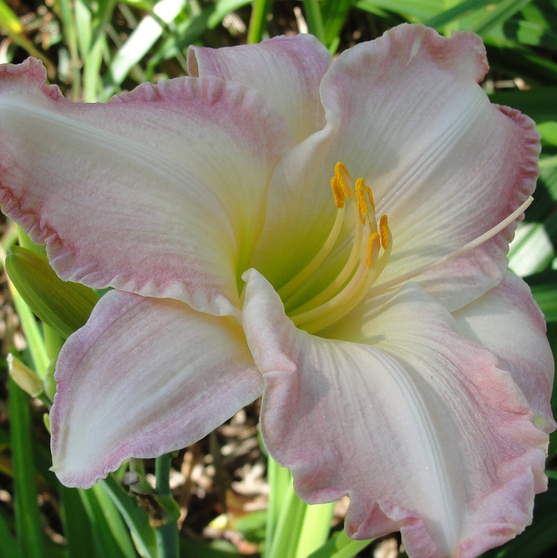 Susan Weber Daylily from Oakes Daylilies