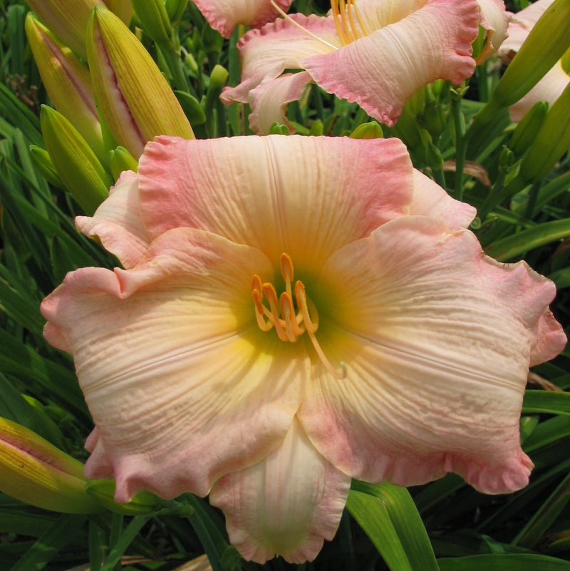 Susan Weber Daylily from Oakes Daylilies
