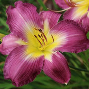 Swirling Water Daylily from Oakes Daylilies
