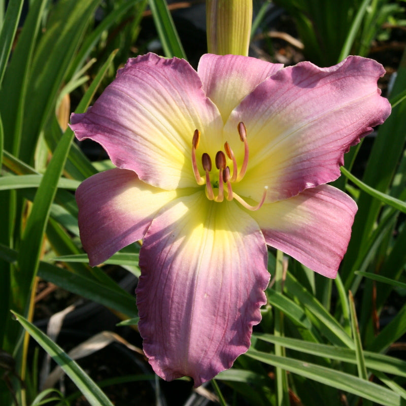 Swirling Water Daylily from Oakes Daylilies